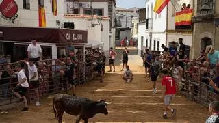 Emoción, carreras, saltos y recortes en la suelta de vaquillas de Alcaracejos, que vive su Feria del Carmen