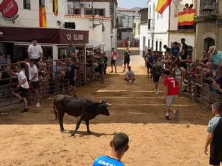 Encierros de vacas bravas en la localidad cordobesa de Alcaracejos: intensidad y emoción en las calles