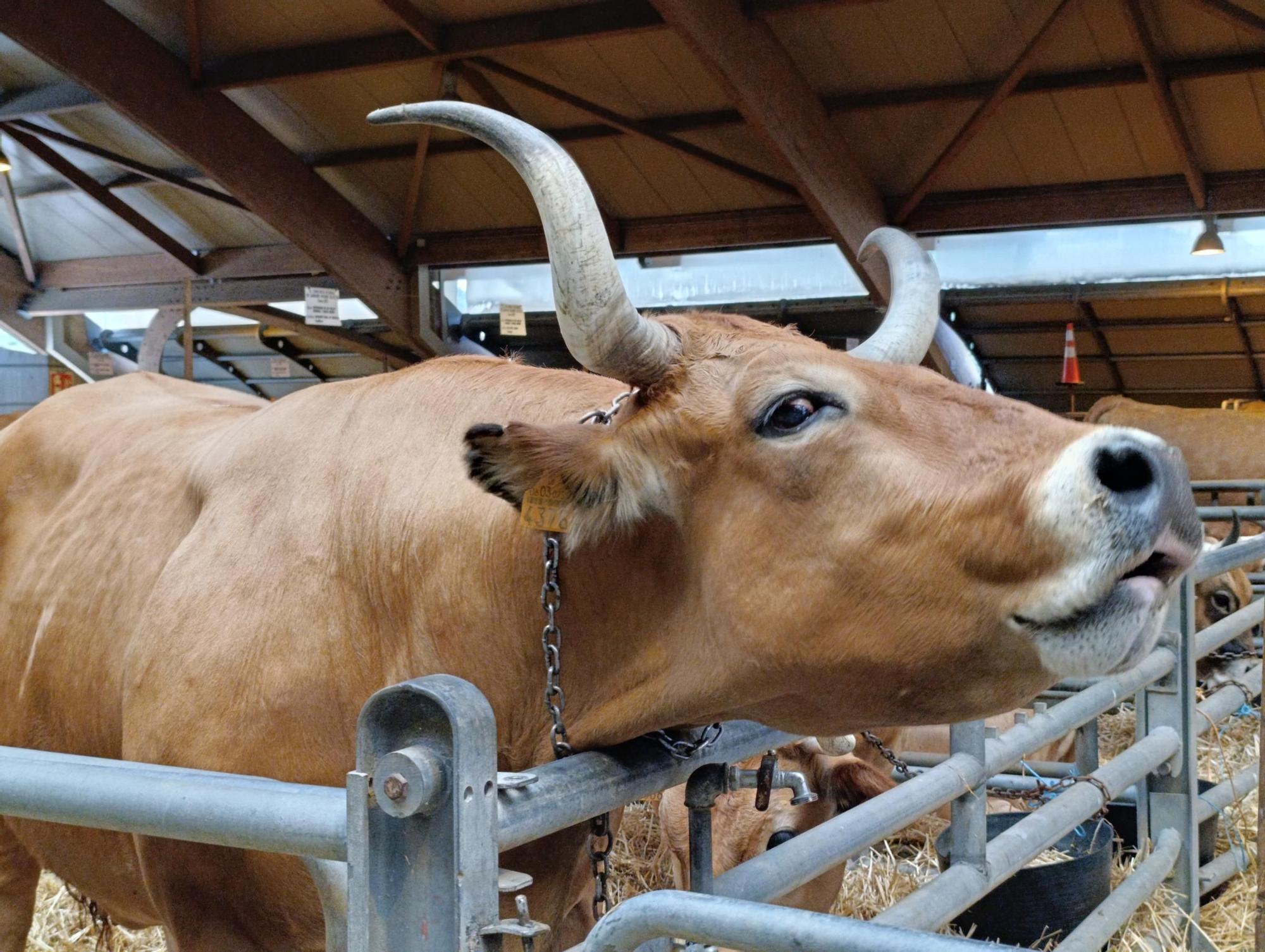 Arranca Agrosiero en La Pola