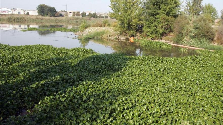 Reclaman una plataforma de voluntarios para combatir el camalote en Extremadura