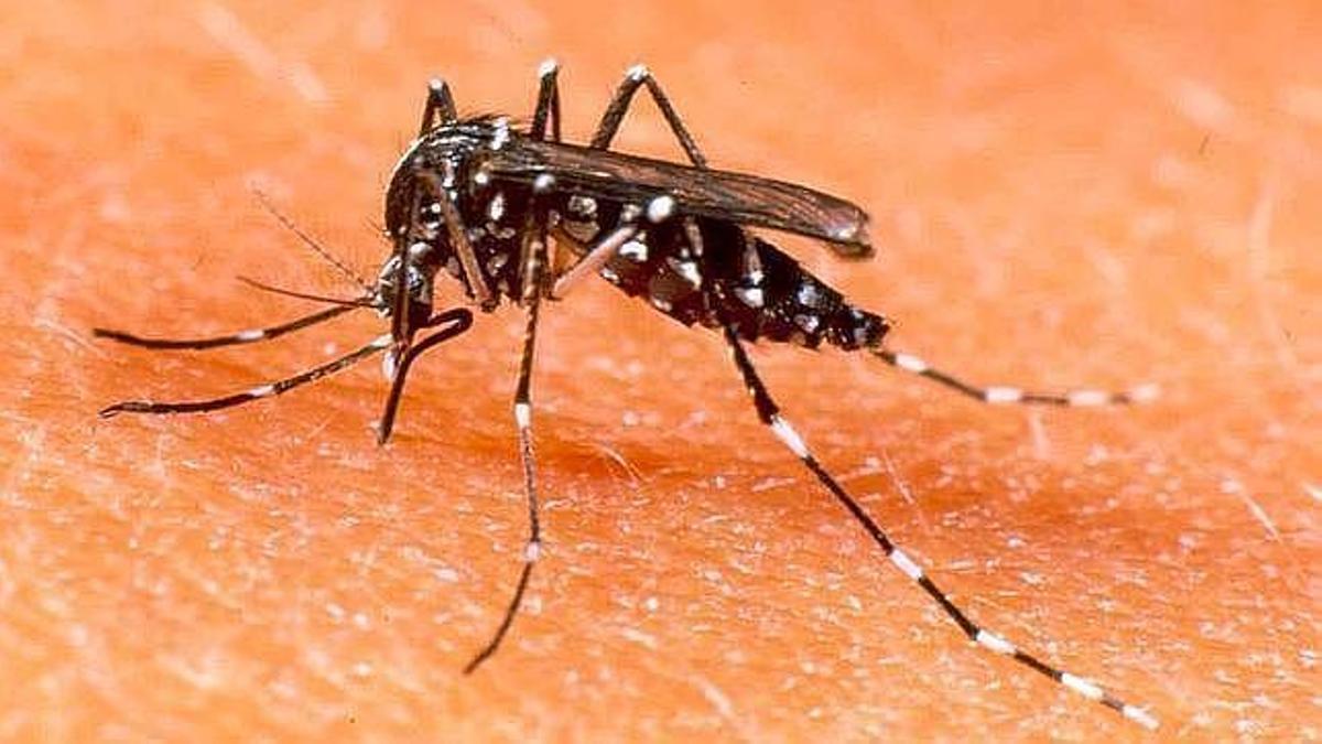 Un mosquito tigre, en acción.