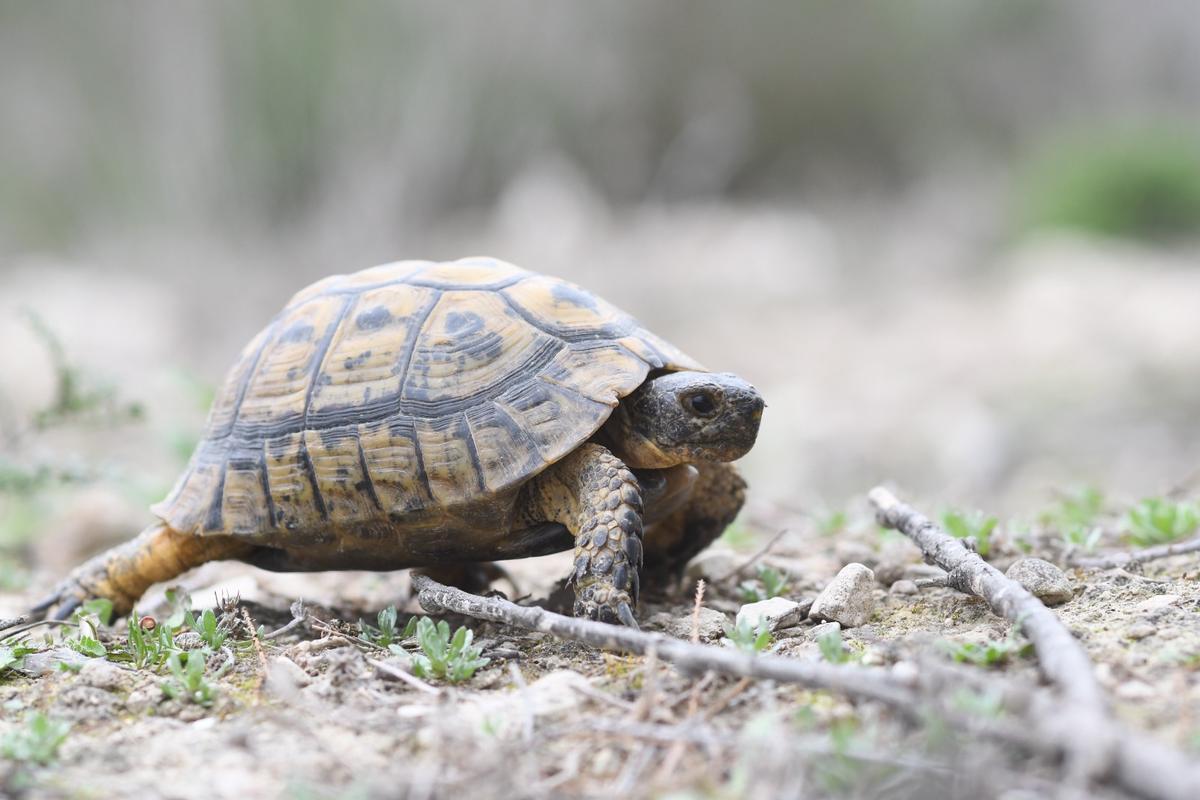 La UMH de Elche ha generado una de las mayores bases de conocimiento científico sobre Tortuga mora existentes en España