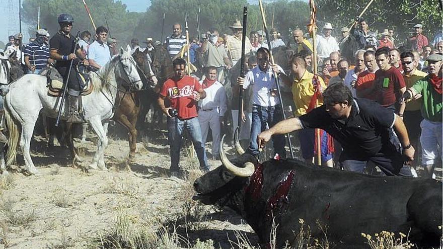 El festejo de Tordesillas.