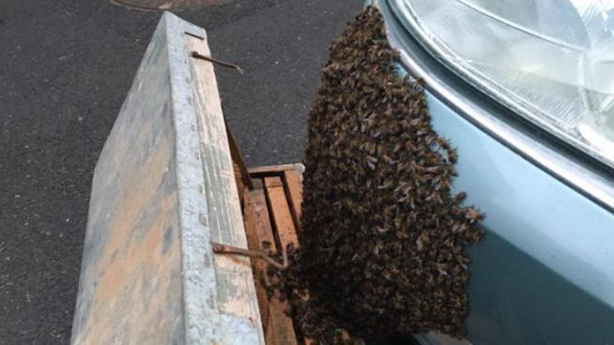 Un enjambre de abejas se pega al frontal de un coche