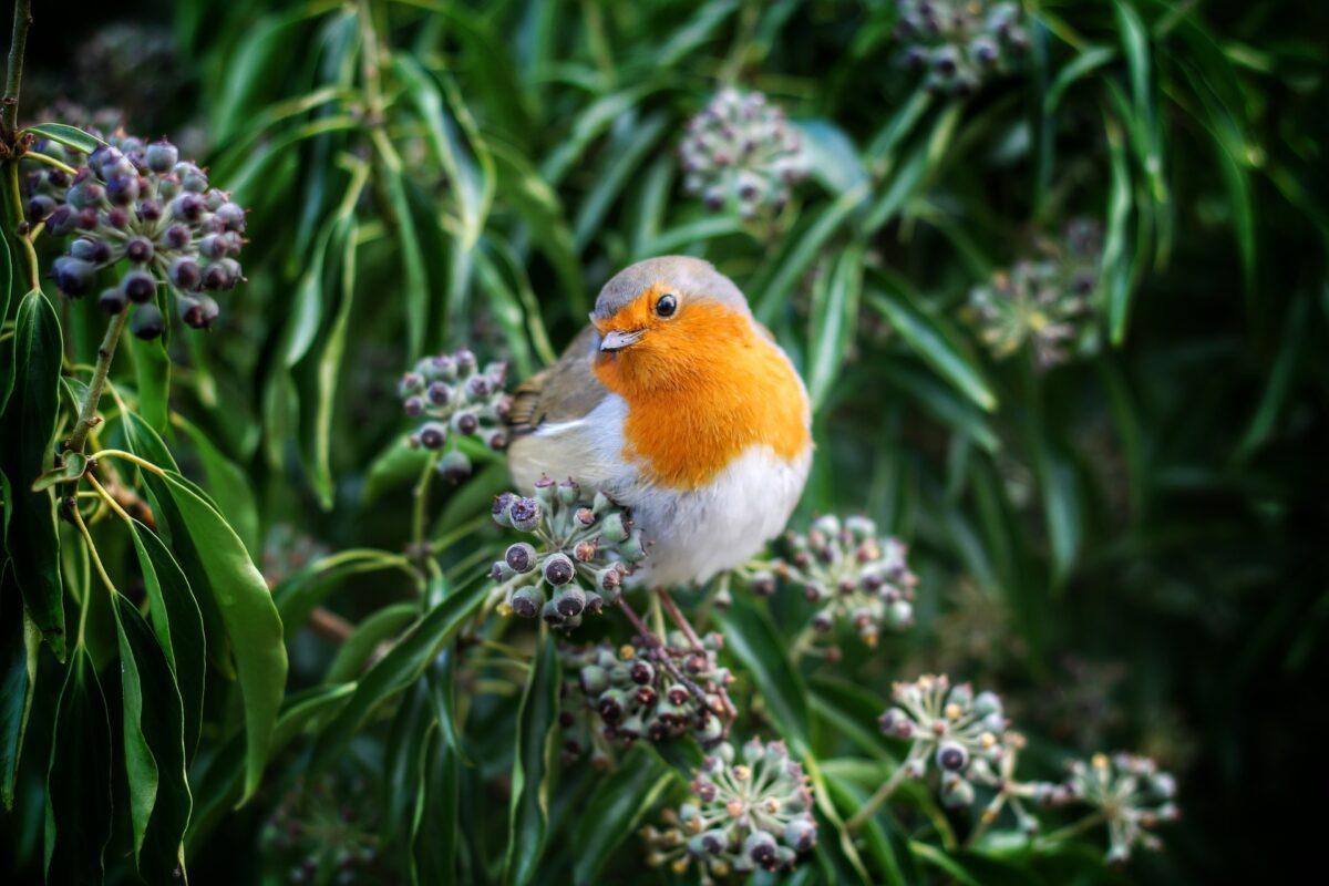 La “brújula» interna de las aves migratorias, al descubierto: “sienten” el magnetismo de la Tierra