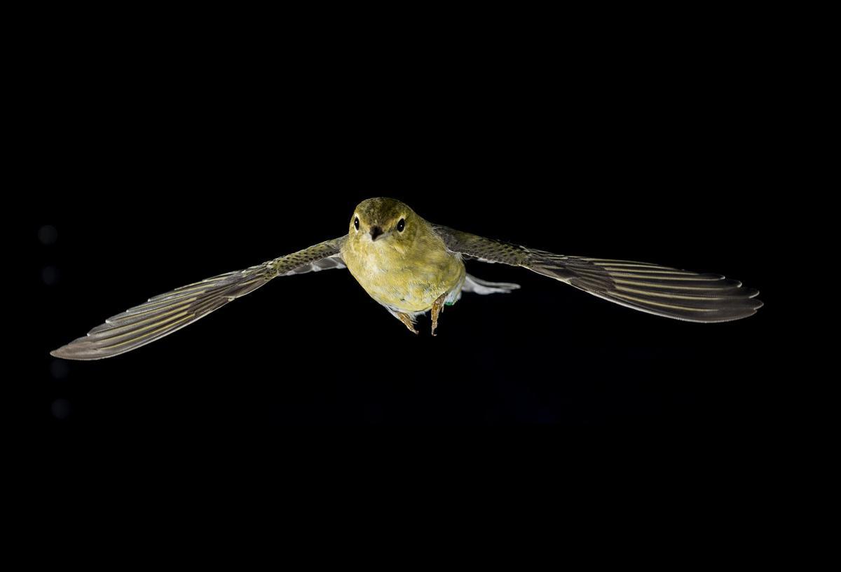 Una serie de aves fue testada en un túnel de viento