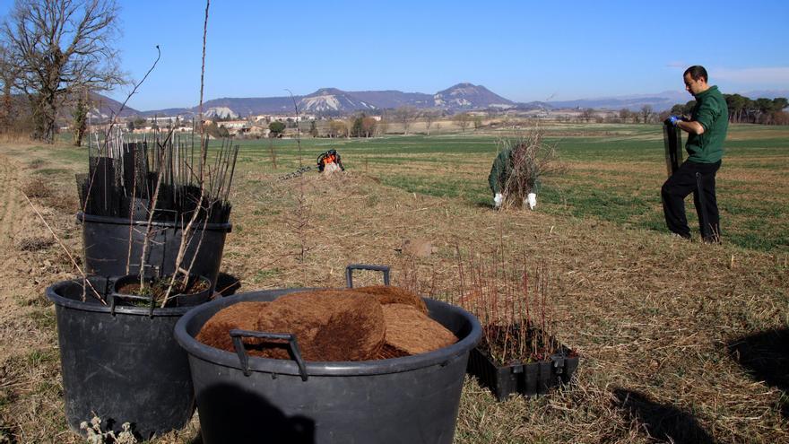 Recuperen els marges agrícoles de més de 4.000 metres quadrats a la Plana de Vic per revertir la pèrdua de biodiversitat