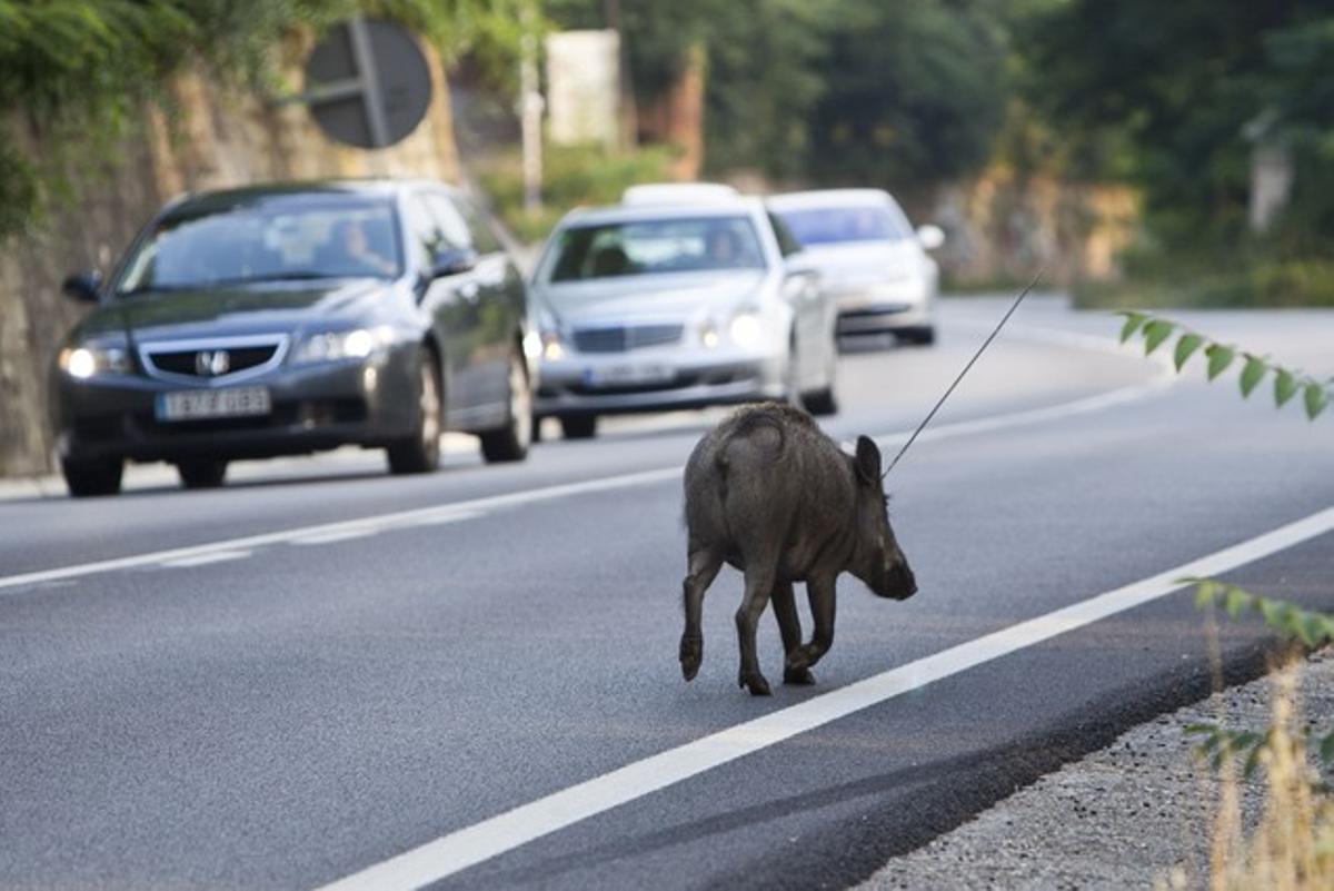 Un jabalí pasea a sus anhcas por la carretera de Collserola que une Barcelona y Sant Cugat.