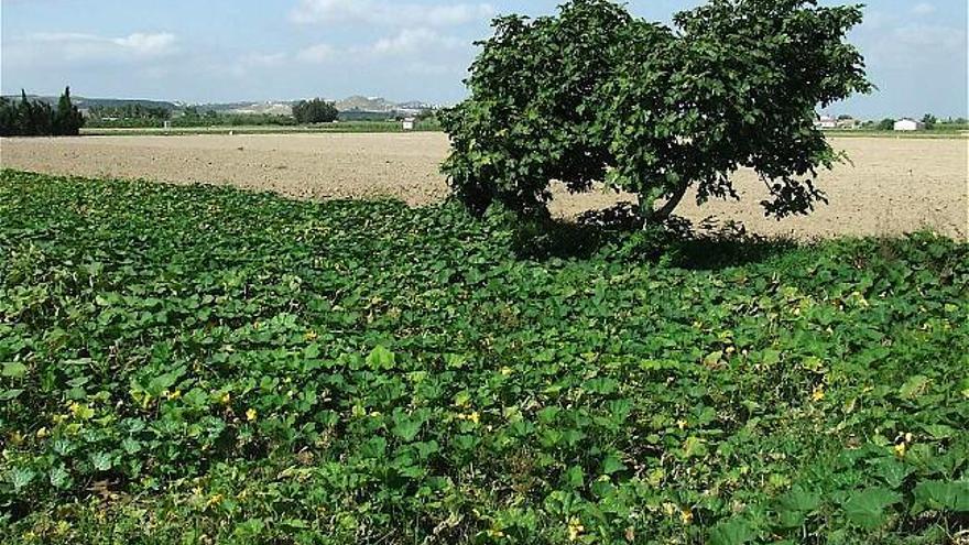 Una imagen de la huerta tradicional del Bajo Segura que se pretende proteger.