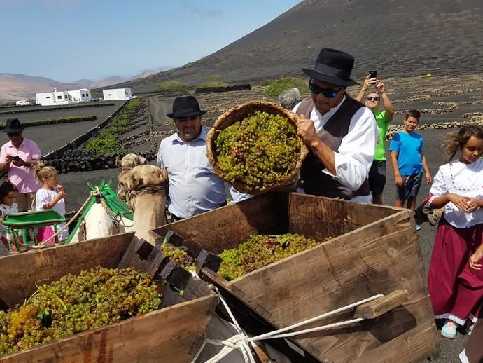 Vendimia Tradicional de La Geria