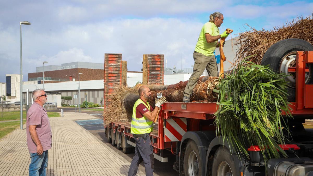 Palmeras llegando al centro comercial El Faro para ser trasplantadas.