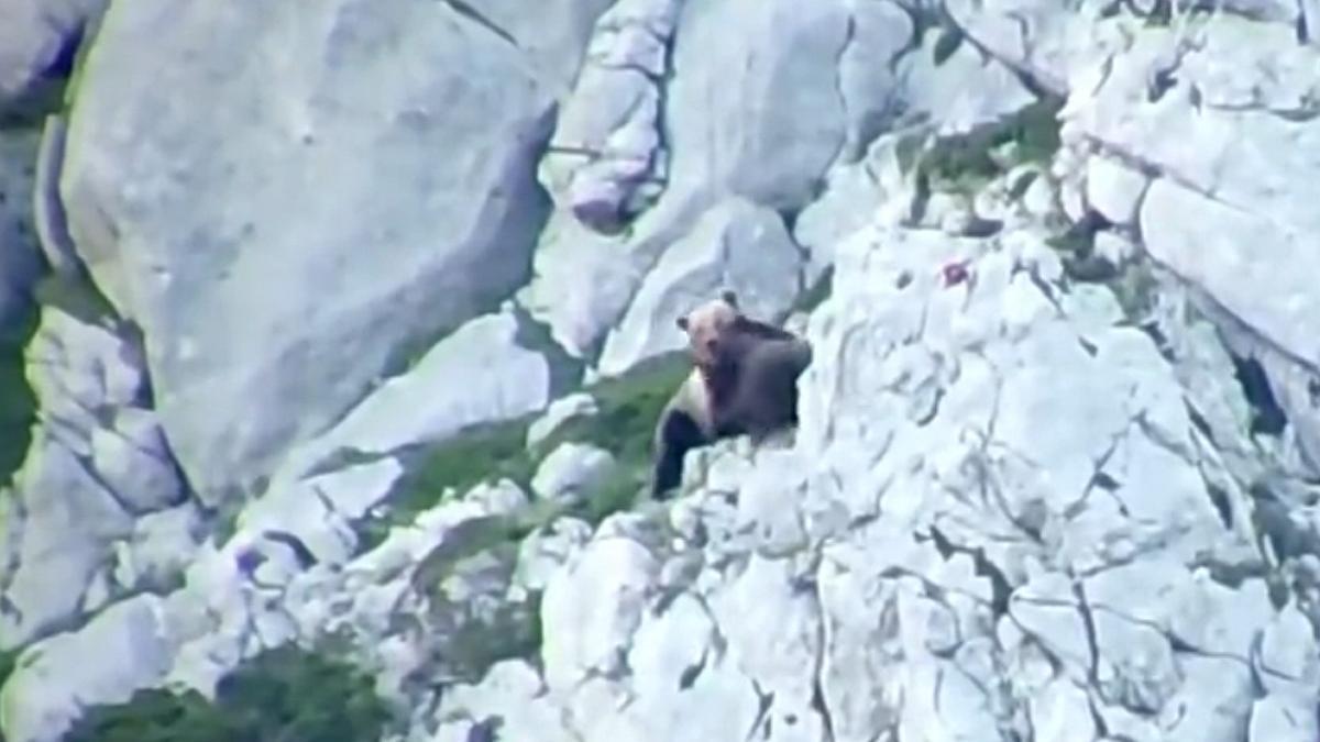 Pastores eléctricos en la Montaña Palentina para proteger las colmenas de  los ataques de osos