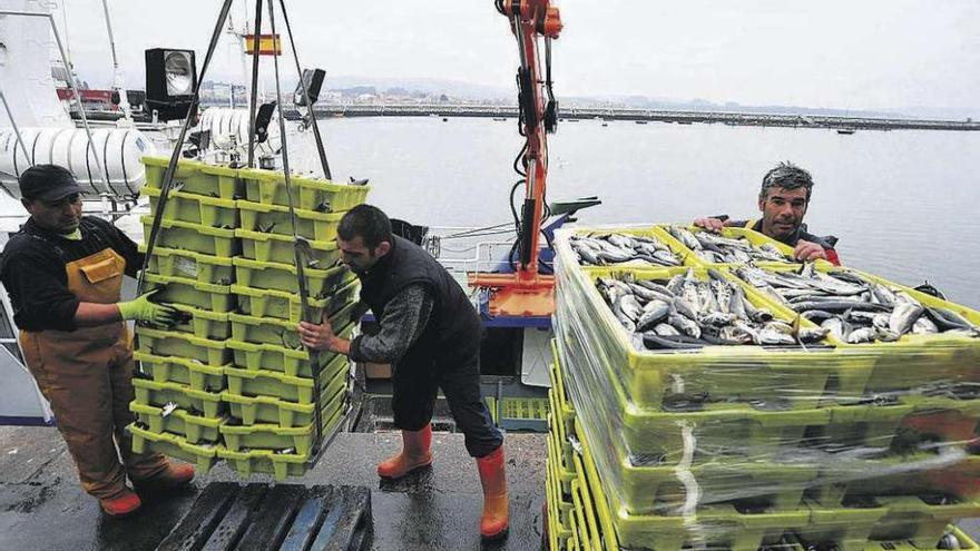 Marineros de cerco descargan cajas de jurel en puerto. // Iñaki Abella