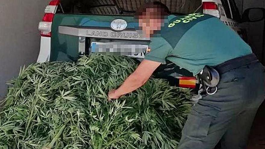 Un agente de la Guardia Civil con la planta de marihuana incautada.