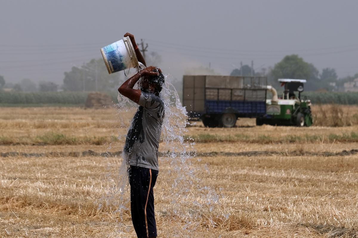 Un granjero se refresca con agua mientras trabaja en sus cultivos de trigo en un alto en su jornada, en Ludhiana, en el distrito del Punjab.