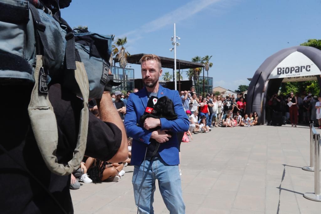 Pasarela de perros de adopción en Bioparc