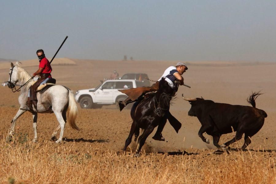 Encierro campero en Moraleja del Vino