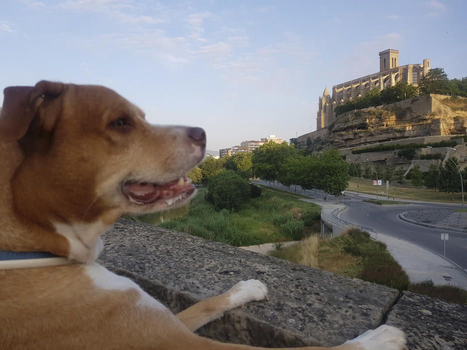 Contemplació. De matinada, sobre el Pont Vell, un intrigat observador contempla la ciutat de Manresa mentre aquesta encara dorm.