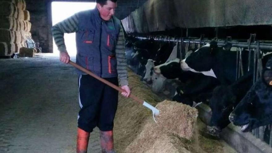 David Botana alimenta a las reses de su ganadería en Mesía (A Coruña). l. o.