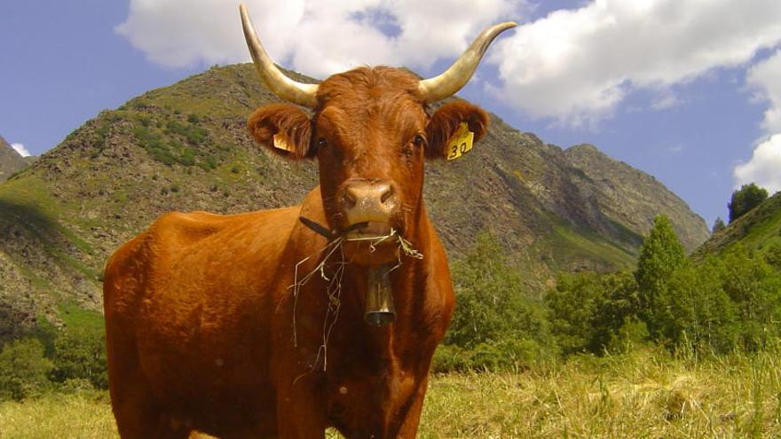 La vedella ecològica &quot;nutritiva, sana i gustosa&quot; de Cal Monegal