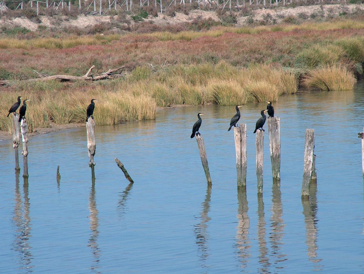 Cormoranes en el río guadalquivir en Doñana.