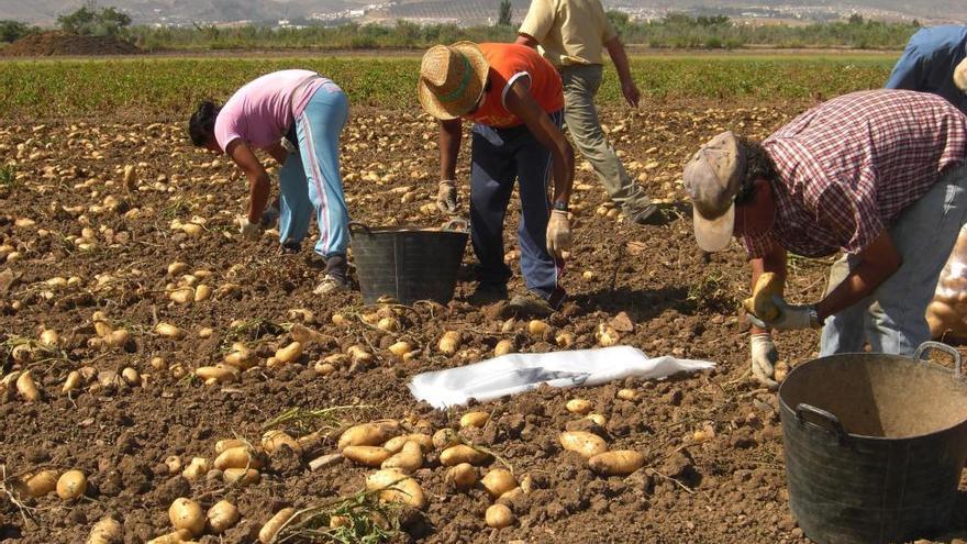 Agricultores de la Vega de Antequera trabajan en la campaña de la patata.