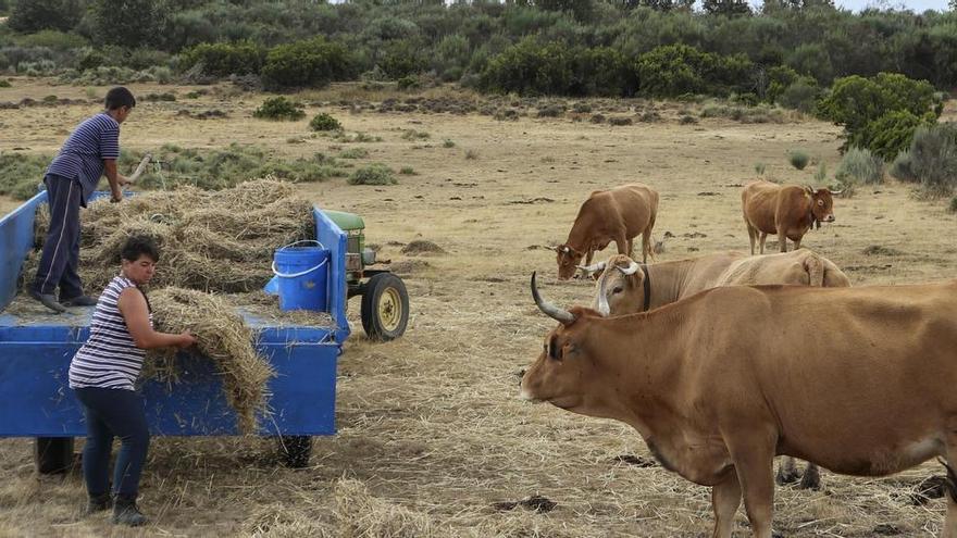 La Comunitat Valenciana detecta la &quot;covid de las vacas&quot; en una treintena de explotaciones