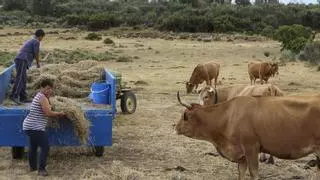 La Comunitat Valenciana detecta la "covid de las vacas" en una treintena de explotaciones