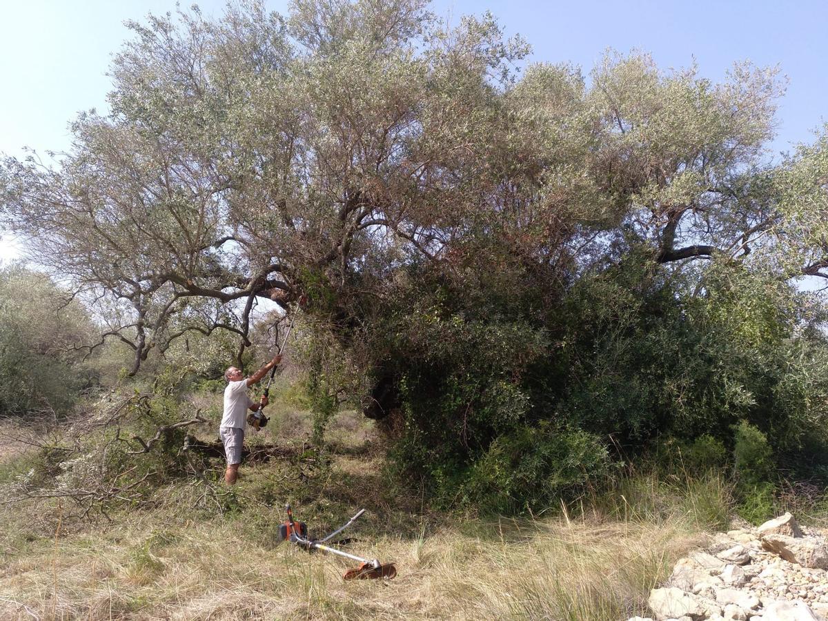 Este olivo estuvo abandonado durante años, pero tras la recuperación de olivos en el Territorio Sénia.