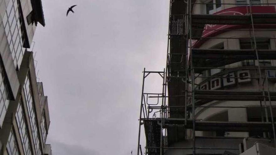 Ecologistas denuncian que las obras de un edificio afectan a la cría de aves protegidas