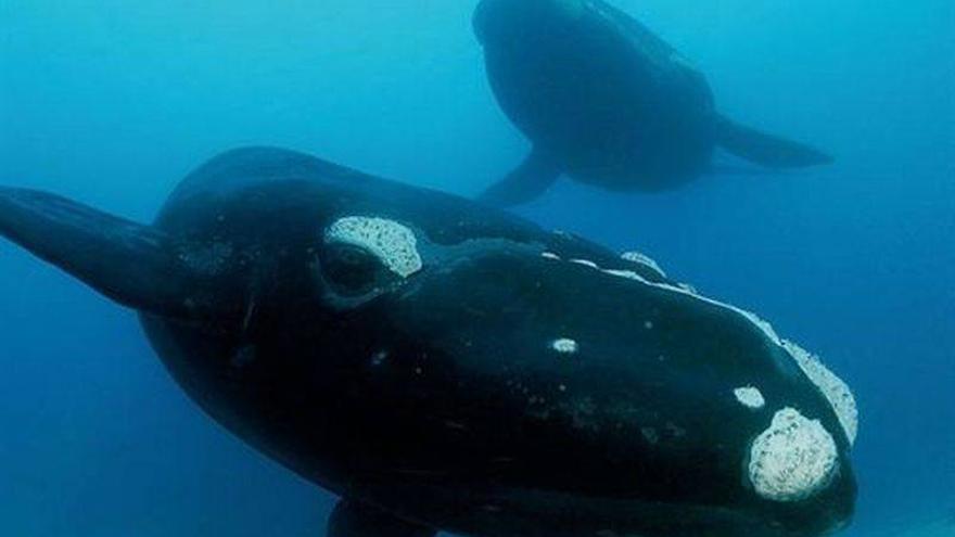 Nueva Zelanda se une a Australia en la CIJ contra Japón por la caza de ballenas