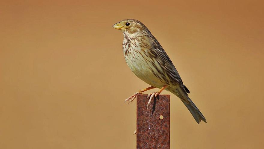 La Gomera se promociona como destino ornitológico en la Falsterbo Bird Show de Suecia