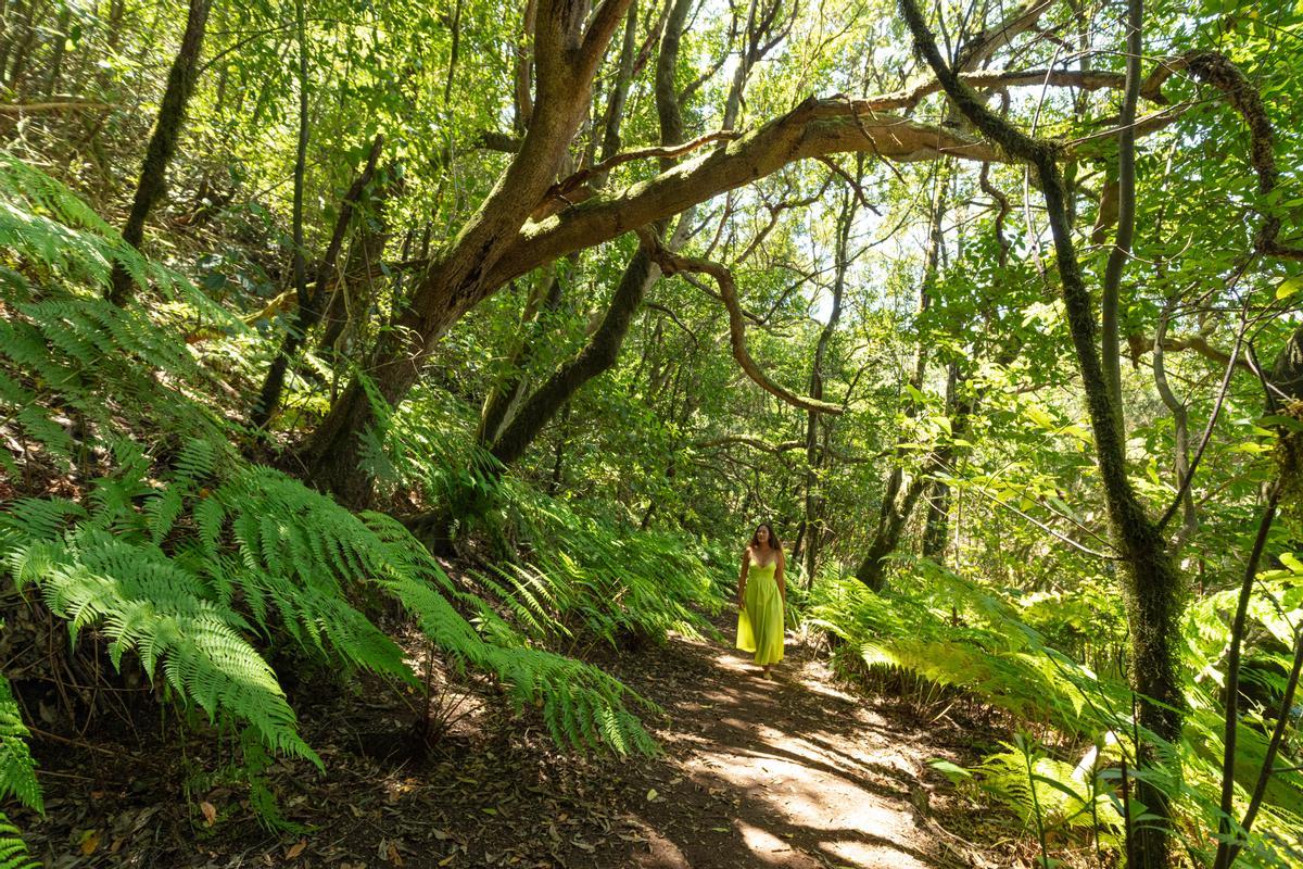 Bosques de laurisilva y espectaculares helechos gigantes en el Parque Rural de Anaga