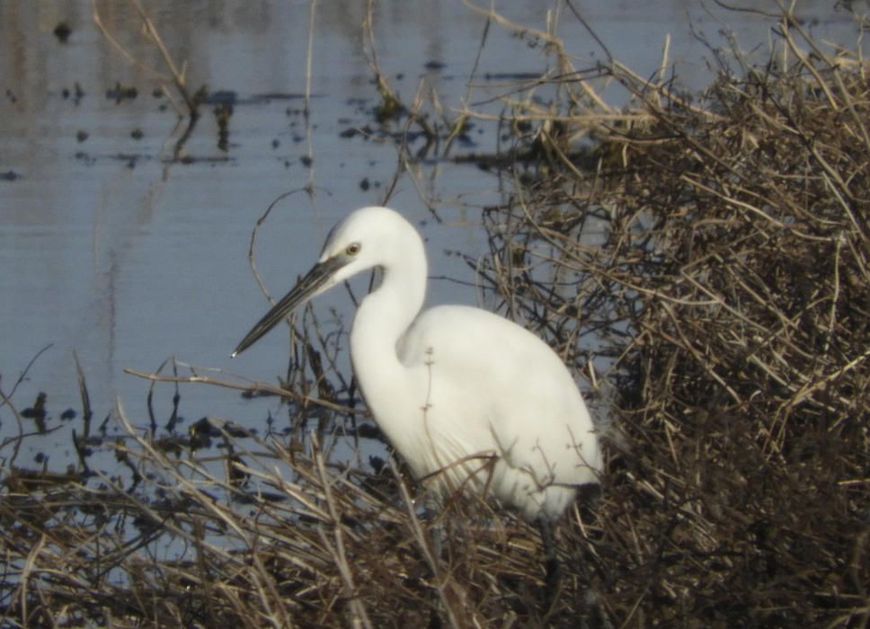 Martinet blanc. Au bonica i esvelta, més petita que el bernat pescaire, que busca aliment a prop de l’aigua i del canyissar del parc de l’Agulla.