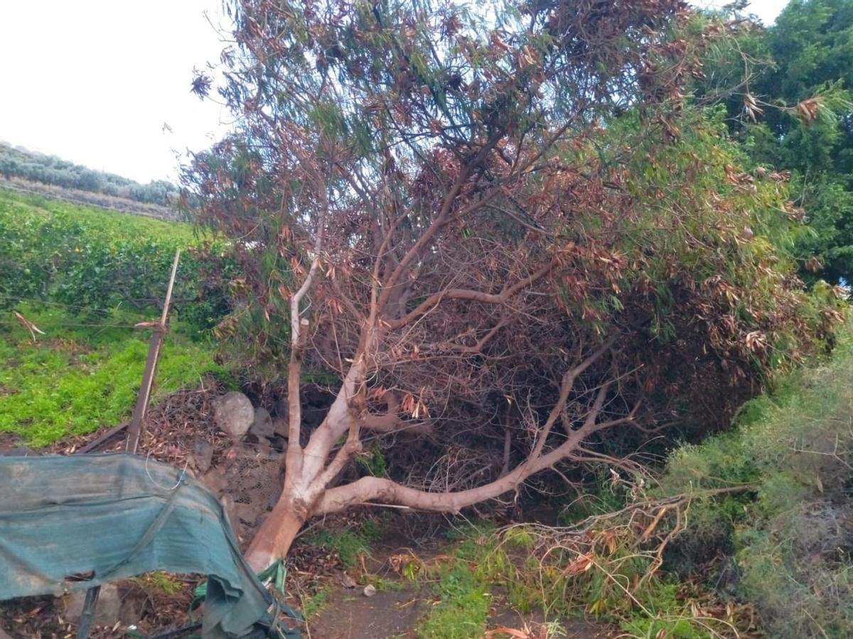 La Aldea de San Nicolás analiza el impacto de Therese en una reunión con el Cabildo de Gran Canaria y los alcaldes insulares