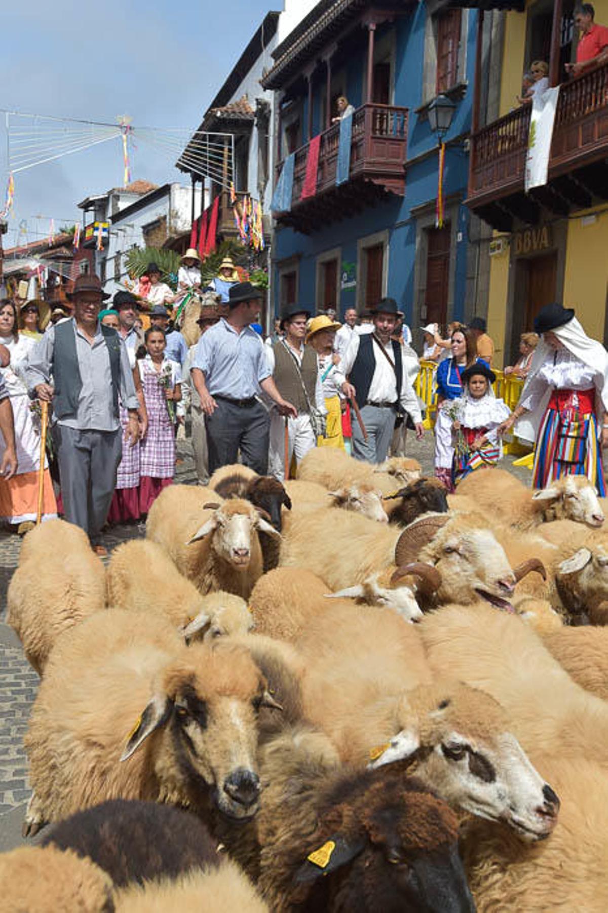 Carretas y grupos en la romería del Pino