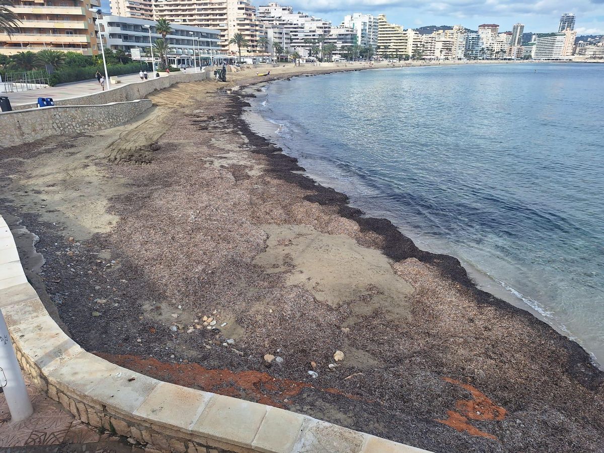 Los arribazones de posidonia frenan la erosión de la playa de la Fossa