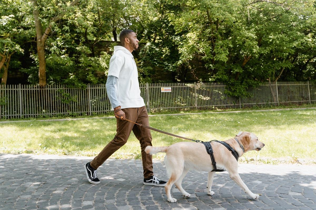 Lo que debes saber antes de llevar tu cachorro al parque — Animal Rest