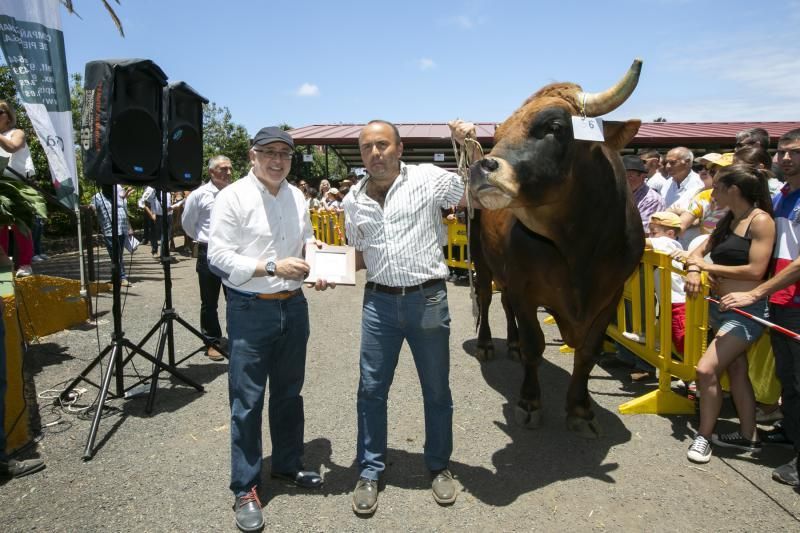 26.05.18. Bañaderos, Arucas. Feria de Ganado Selecto de Gran Canaria. Granja del Cabildo de GC..  Foto Quique Curbelo  | 27/05/2018 | Fotógrafo: Quique Curbelo