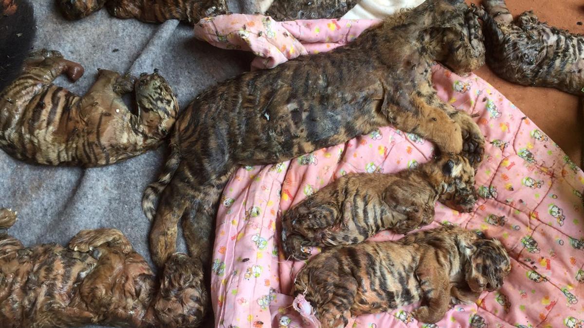 Algunos de los 40 cadáveres de crías de tigre encontradas por la policía tailandesa en un templo budista.