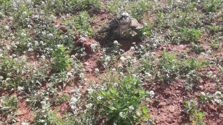 Un águila en peligro de extinción muere en Sagunt tras ser rescatada