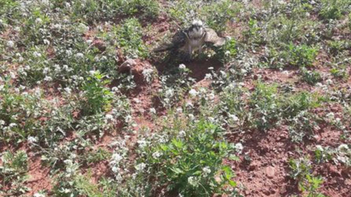 Águila herida. | FEDERACIÓN CAZA