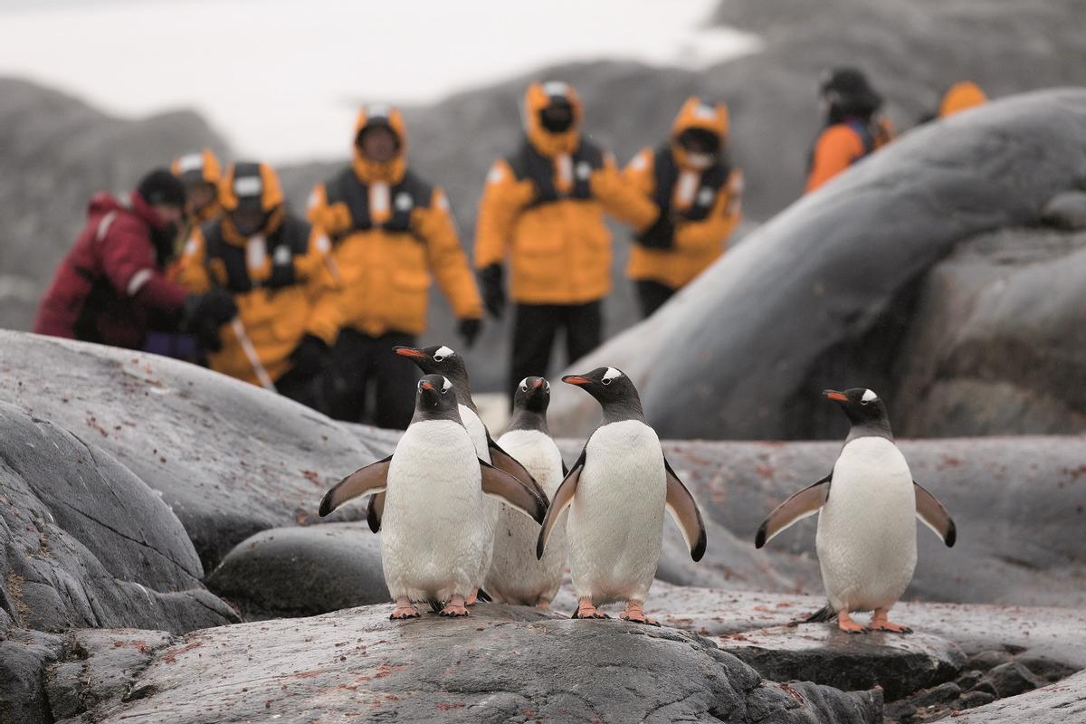 Observando a los pingüinos.