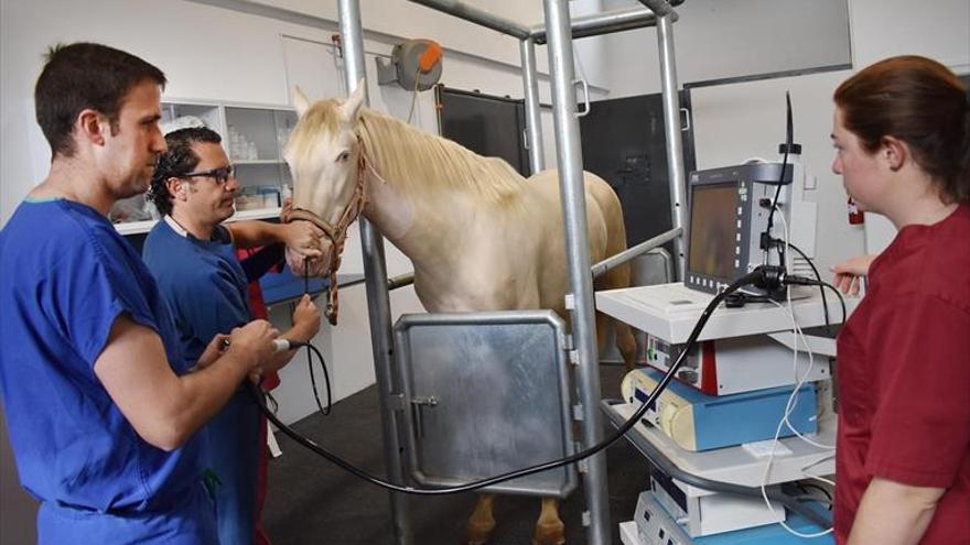 «Córdoba tiene el hospital equino más avanzado»