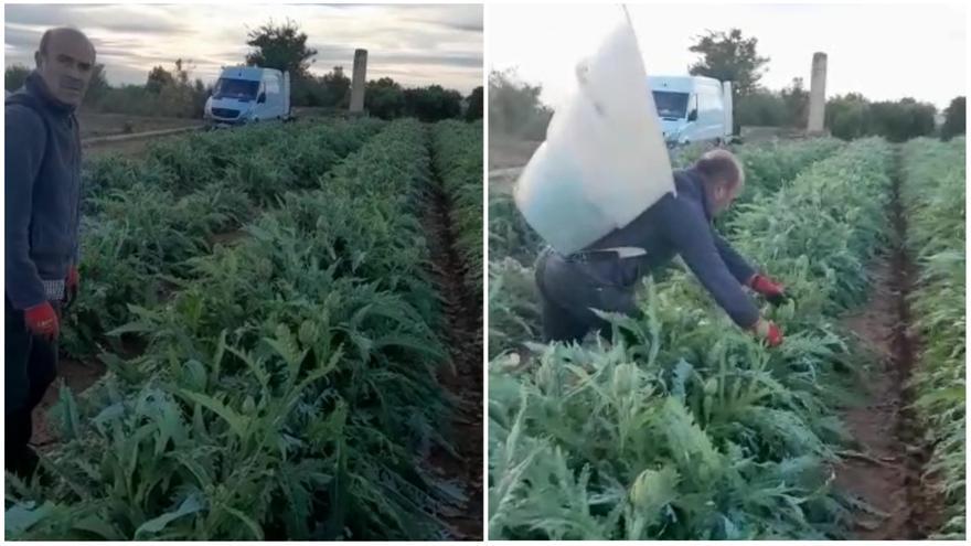 Un agricultor valenciano tira a la basura 300 kilos de alcachofas