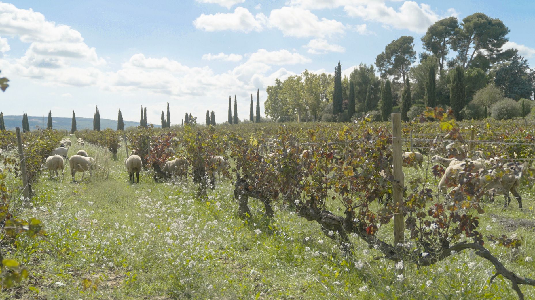 Viticultura regenerativa de Familia Torres en Mas La Plana.