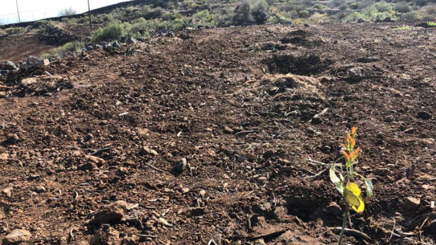 Imagen de una de las huertas en las que se han producido robos de plantas de aguacates en La Sabinita.