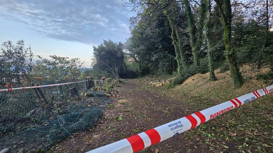 Nueva fase en el saneamiento vegetal del Castro de Alobre