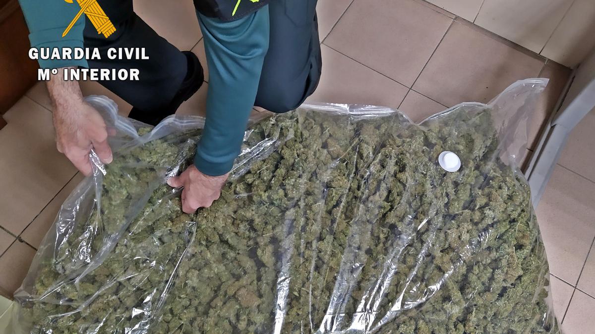 Cogollos de marihuana intervenidos por la Guardia Civil