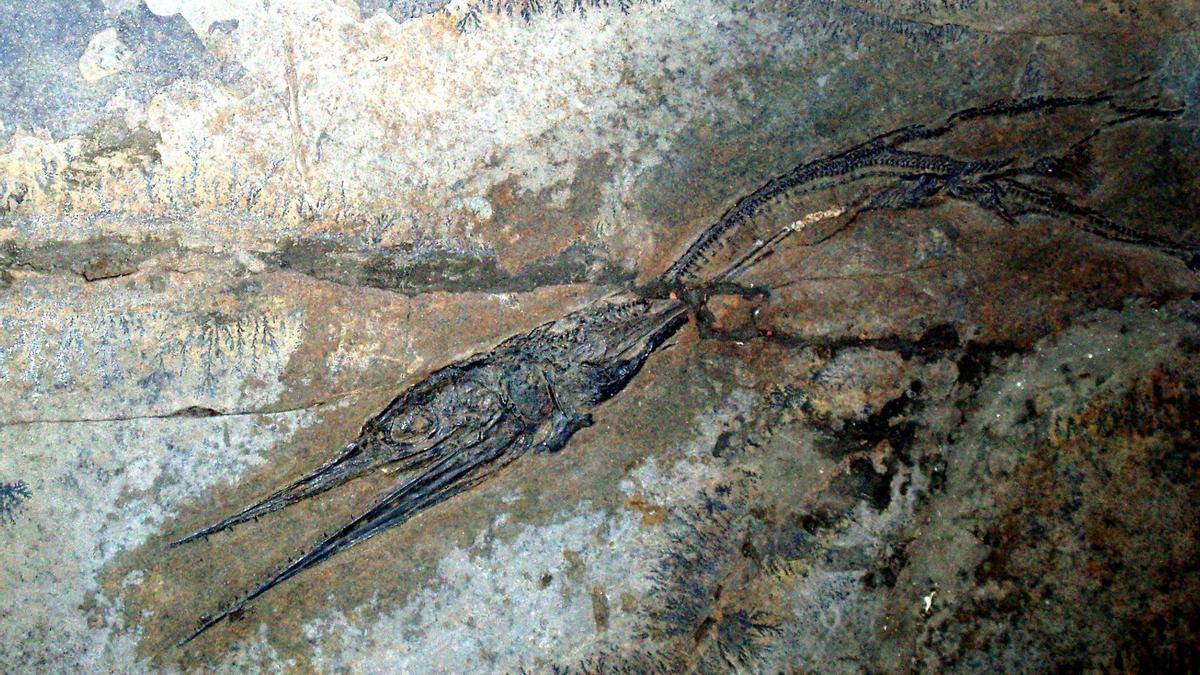 Fósil del pez triásico Saurichthys, hoy extinto, analizado en esta investigación.